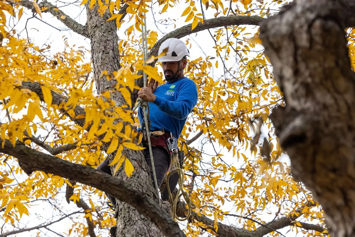 Skilled Tree Planing crew working in Braddock
